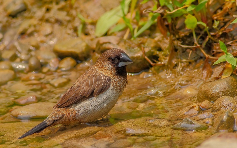 小巧玲珑的文鸟