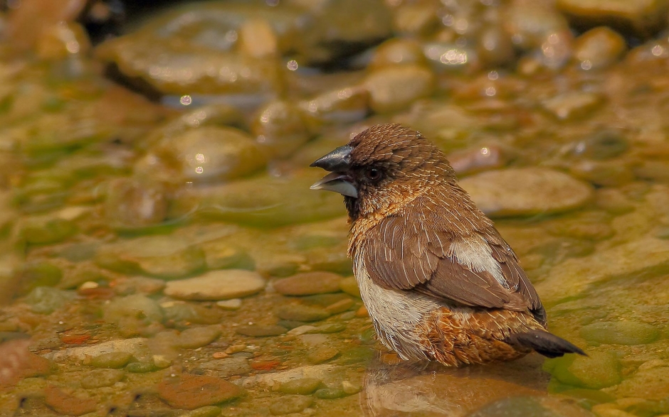 小巧玲珑的文鸟