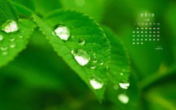 2015年9月日历护眼绿色植物桌面壁纸图片下载