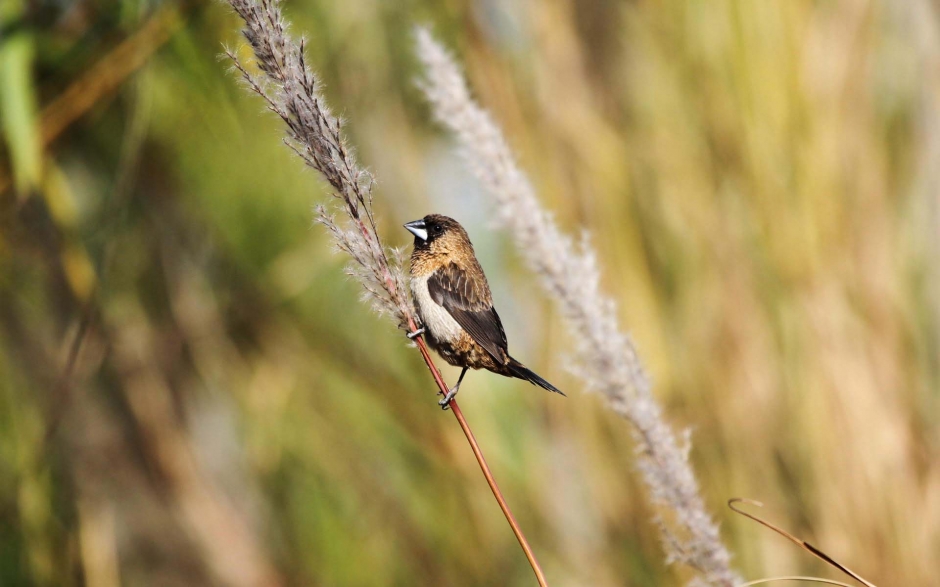 小巧玲珑的文鸟