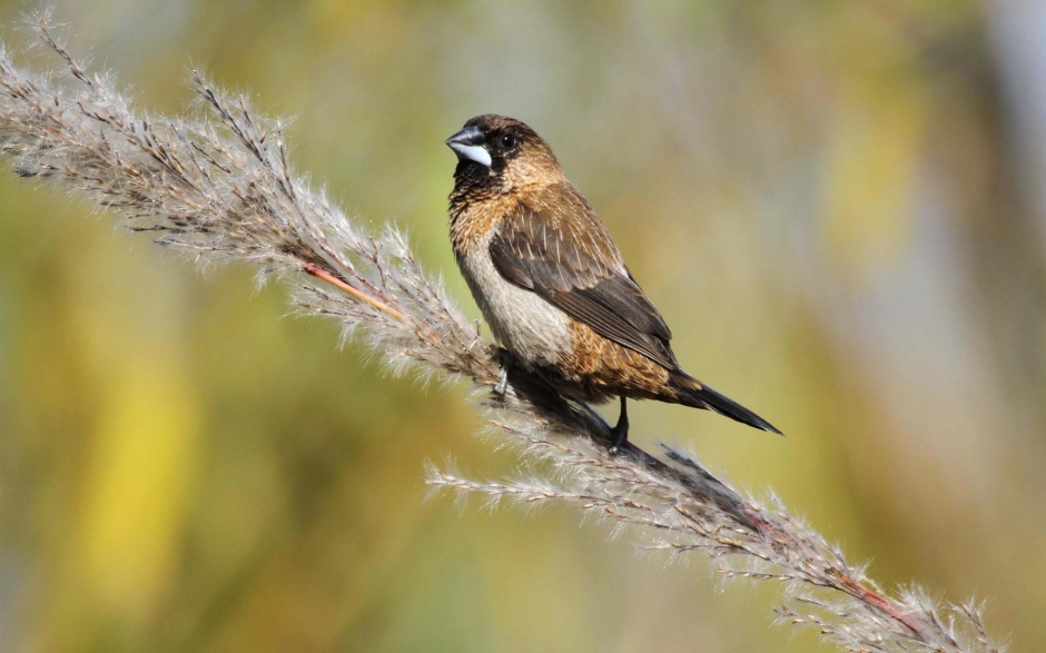 小巧玲珑的文鸟
