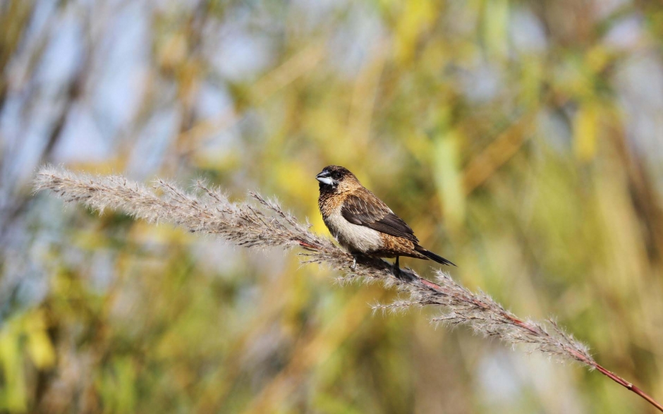 小巧玲珑的文鸟