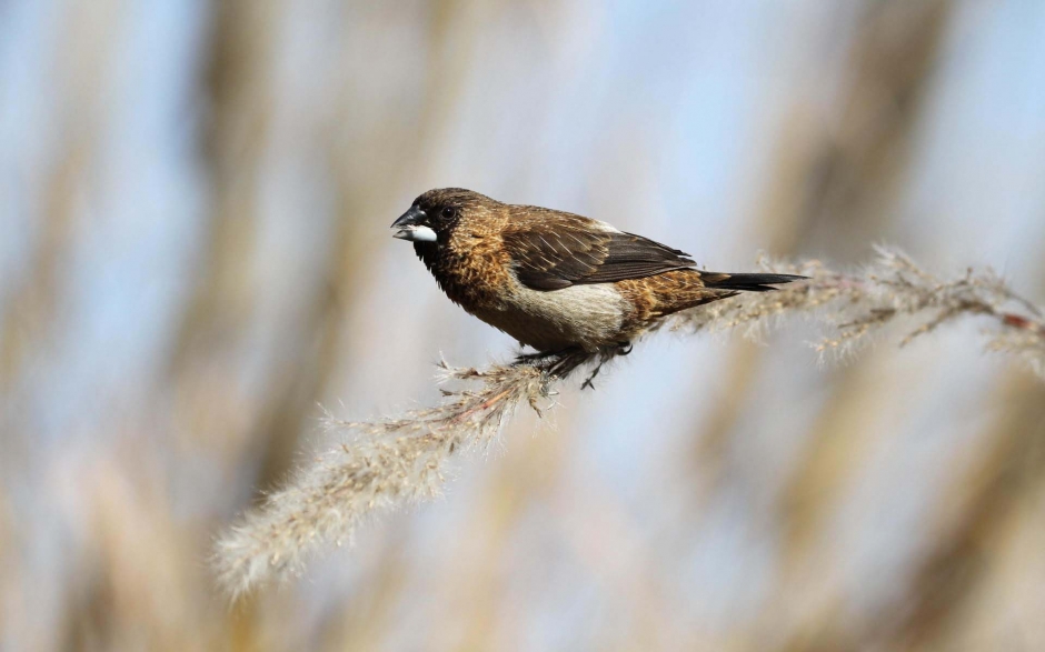 小巧玲珑的文鸟