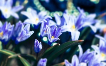 唯美花海高清宽屏桌面壁纸