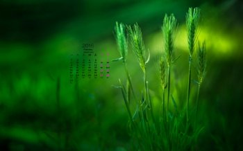 2016年2月日历清新护眼桌面壁纸图9下载