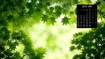 2016年9月日历护眼枫叶桌面壁纸