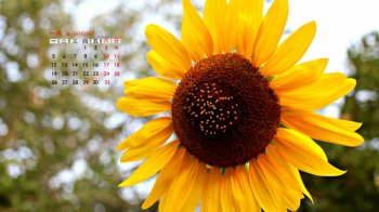 2015年1月日历壁纸精选大自然清新养眼的唯美花卉素材图片下载