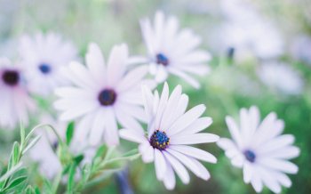 精选日系新清自然花朵电脑桌面壁纸下载2