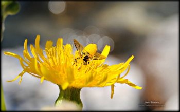 秘密花园昆虫摄影桌面壁纸