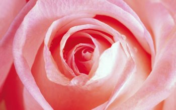 微距玫瑰花写真