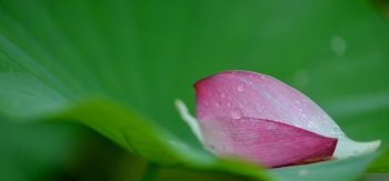 荷花,叶子,花瓣,水滴,露珠,壁纸