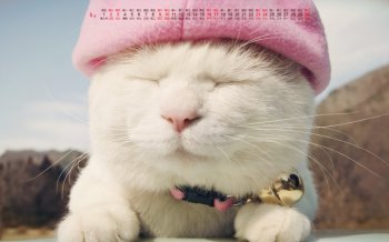 2016年4月日历呆萌猫叔桌面壁纸