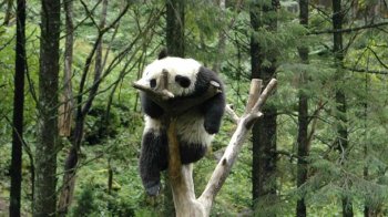 精选可爱的大熊猫高清摄影图片电脑桌面壁纸6