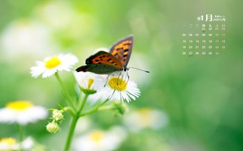 2015年1月日历蝴蝶环绕植物唯美风景高清电脑桌面壁纸