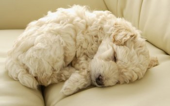 1440小狗写真 第一辑