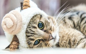 可爱萌猫咪图片