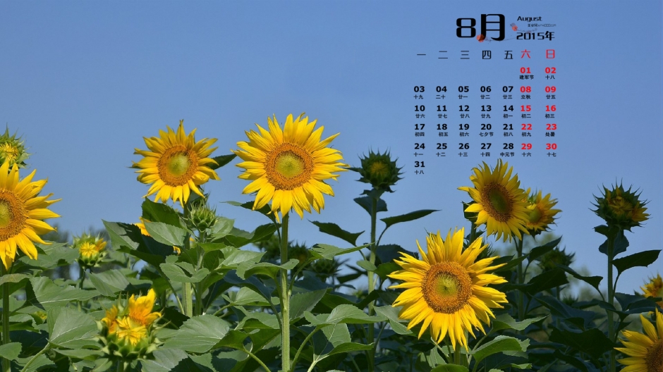 绿色枝叶与黄色花朵搭配成唯美向日葵克作为桌面壁纸图片下载