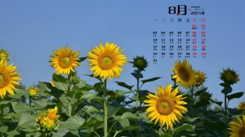 绿色枝叶与黄色花朵搭配成唯美向日葵克作为桌面壁纸图片下载