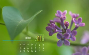 2016年6月日历紫色紫丁香图片壁纸下载