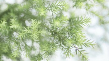 唯美清新高清桌面壁纸图片