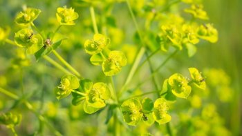 田园植物小清新桌面壁纸