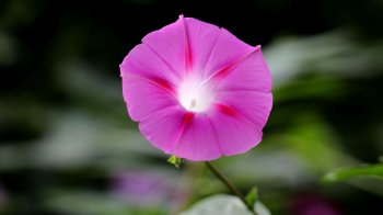 各色各样的牵牛花高清电脑壁纸 第二辑