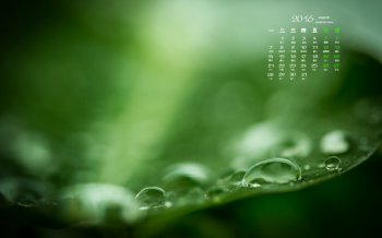 2016年3月日历叶子上滚动的露珠电脑高清壁纸下载
