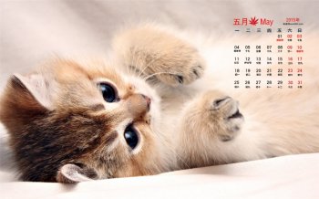 猫咪图片日历壁纸毛茸茸的可爱小猫咪高清电脑桌面下载