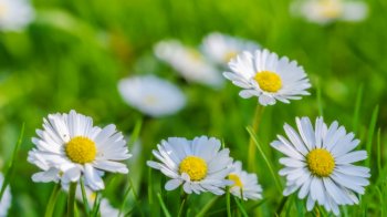 精选好看的大自然清新花草植物图片桌面壁纸3