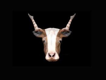 星座彩绘人体艺术桌面壁纸图片下载2