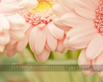 2012年8月月历桌面唯美壁纸