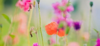 夏天鲜花桌面壁纸