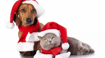 圣诞萌宠搞笑喜庆高清桌面壁纸下载2