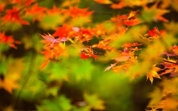 秋天唯美风景高清电脑桌面壁纸