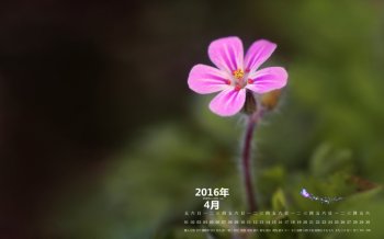 2016年4月日历一朵鲜花桌面壁纸下载