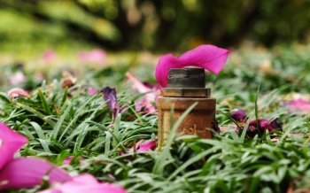 唯美花瓣高清壁纸 2560X1600【11P】