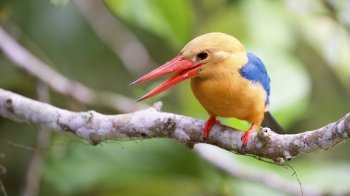 精选鹳嘴翡翠图片壁纸