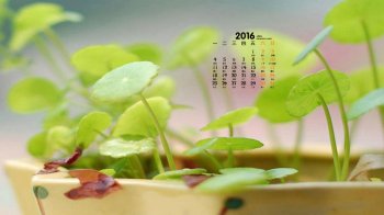 2016年1月日历小清新唯美盆栽风景图电脑高清壁纸