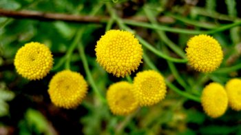 清新唯美植物高清电脑桌面壁纸下载5