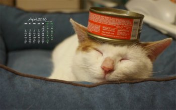 2016年4月日历呆萌猫叔桌面壁纸2