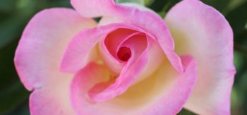 粉色玫瑰花，花瓣，微距摄影，玫瑰花高清微距壁纸