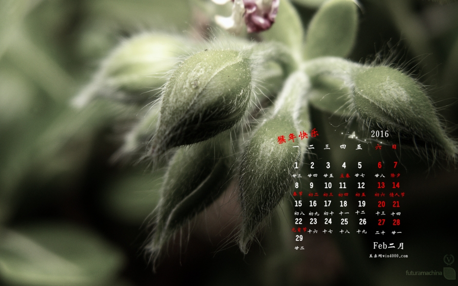 不错有点萌萌哒的日历毛茸茸的绿色植物壁纸