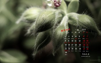 不错有点萌萌哒的日历毛茸茸的绿色植物壁纸