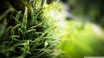 唯美清新绿色风光护眼高清桌面壁纸