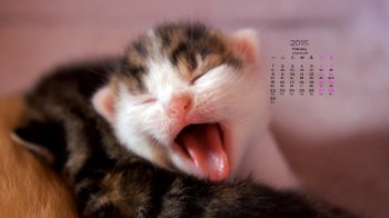 2016年2月日历超萌小猫幼崽高清壁纸