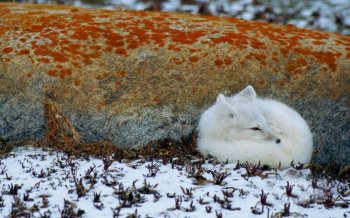 动物界北极狐高清桌面壁纸