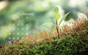 2017年1月绿色树苗植物高清桌面日历壁纸