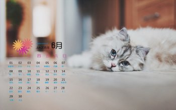 2015年6月日历精选猫躺在地板高清壁纸下载