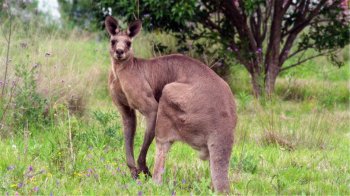 岩大袋鼠摄影特写图片宽屏电脑桌面壁纸下载