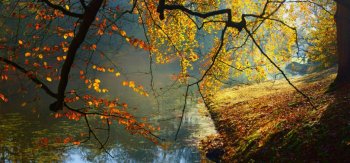 自然，森林，树木，叶子，河水，清晨，风景壁纸